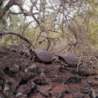 Picture of pinta island saddleback tortoise with two galapagos tortoises in enclosure at darwin station, galapagos 