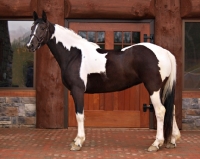Picture of Pinto horse, side view