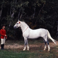 Picture of pion, famous orlov trotter stallion, pion is the most influencial breeding stallion in the past 30 years