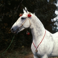 Picture of pion, orlov trotter, pion is the most influencial breeding stallion in the past 30 years