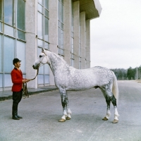 Picture of pion, orlov trotter, the most influencial breeding stallion in the past 30 years