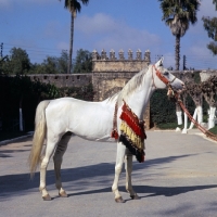 Picture of Piramide, Moroccan Arab stallion full body 