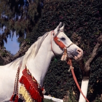 Picture of Piramide, Moroccan Arab stallion head study