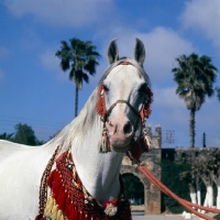 Picture of Piramide, Moroccan Arab stallion head study