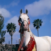 Picture of Piramide, Moroccan Arab stallion head study