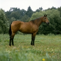 Picture of piruette, swedish warmblood 