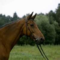 Picture of piruette, swedish warmblood 