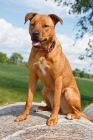 Picture of Pit Bull mix on straw