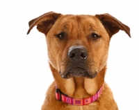 Picture of Pit Bull mix portrait