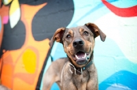 Picture of Pit Bull near graffiti 