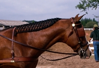 Picture of plaited mane on  horse in harness class, tampa, usa