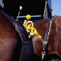 Picture of plaited tail with decoration