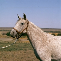 Picture of plantazija, flea bitten grey tersk mare at stavropol stud farm