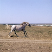 Picture of plantazija, flea bitten grey tersk mare at stavropol stud farm, russia