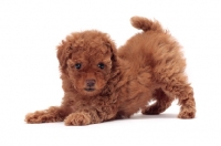 Picture of playful apricot coloured Toy Poodle puppy on white background