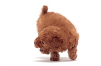 Picture of playful apricot coloured Toy Poodle puppy