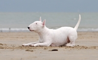 Picture of Playful Bull Terrier on the beach