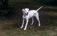 Picture of playful dalmatian standing on grass