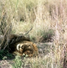 Picture of playful lion lying in amboseli national park