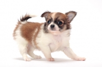 Picture of playful longhaired Chihuahua puppy on white background