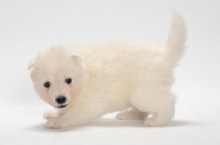 Picture of playful Samoyed puppy