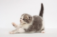 Picture of playful Scottish Fold kitten