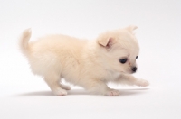 Picture of playful smooth coated Chihuahua puppy