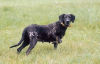 Picture of Plott Hound in field