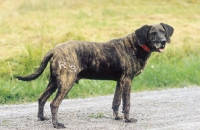 Picture of Plott Hound on road