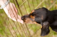 Picture of Plott hound puppy in pen, licking hand