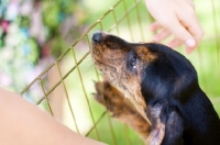 Picture of Plott hound puppy in pen