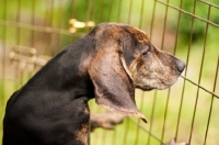 Picture of Plott Hound puppy in pen
