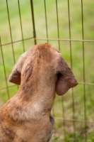 Picture of Plott Hound puppy looking out of pen