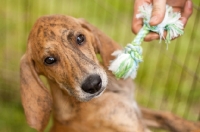 Picture of Plott Hound puppy with toy