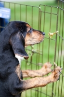 Picture of Plott Hound puppy