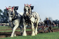 Picture of ploughing match cross bred horses