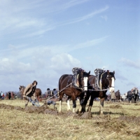 Picture of ploughing with two heavy horses