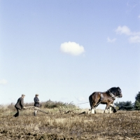 Picture of ploughing with two shire horses