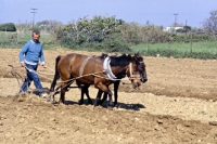 Picture of ploughing with two skyros ponies on skyros island, greece