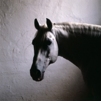 Picture of Pluto Alda, Lipizzaner stallion in his loose box at piber