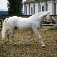 Picture of Pluto Alda, Lipizzaner stallion at piber