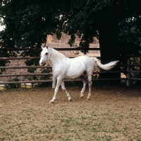Picture of Pluto Alda, Lipizzaner stallion at piber