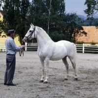 Picture of Pluto Alda, lipizzaner stallion at piber