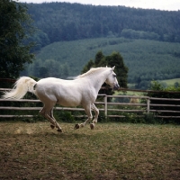 Picture of Pluto Alda, Lipizzaner stallion at piber cantering loose