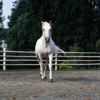 Picture of Pluto Alda, Lipizzaner stallion at piber