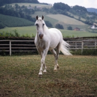 Picture of Pluto Alda, Lipizzaner stallion at piber