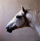 Picture of Pluto Alda, portrait of a Lipizzaner stallion in his loose box at piber