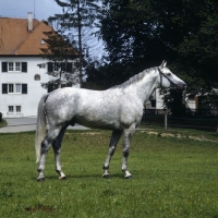 Picture of pluto, wurttemberger stallion  at Marbach stud germany 