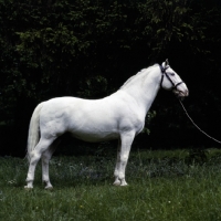 Picture of pluto XXV1 lipizzaner at szilvasvarad