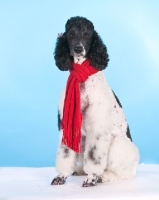 Picture of Poddle wearing a red scarf